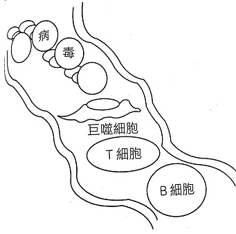 自然殺手細胞